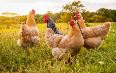 10 choses à savoir avant d’élever des poules chez soi