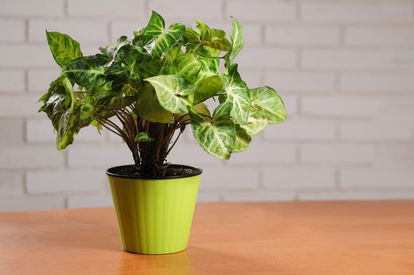 meilleure plante depolluante