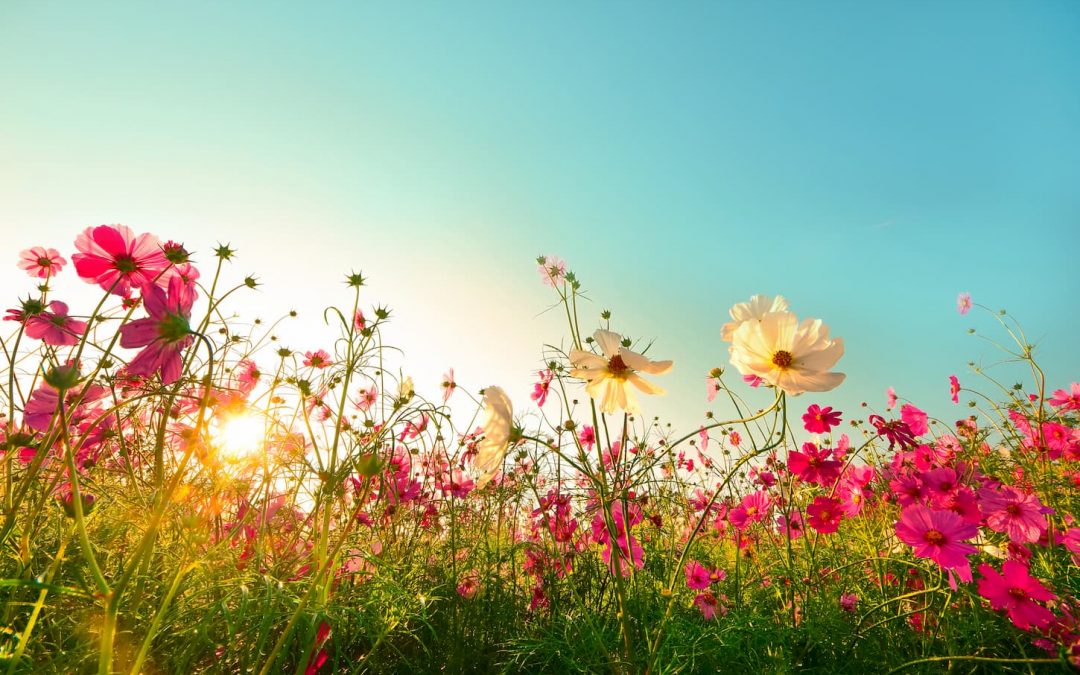 Inspiration pour l’été : les plus belles des fleurs à mettre dans son jardin
