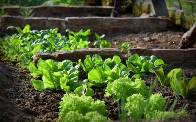Les meilleurs légumes à faire pousser à l’ombre dans son jardin