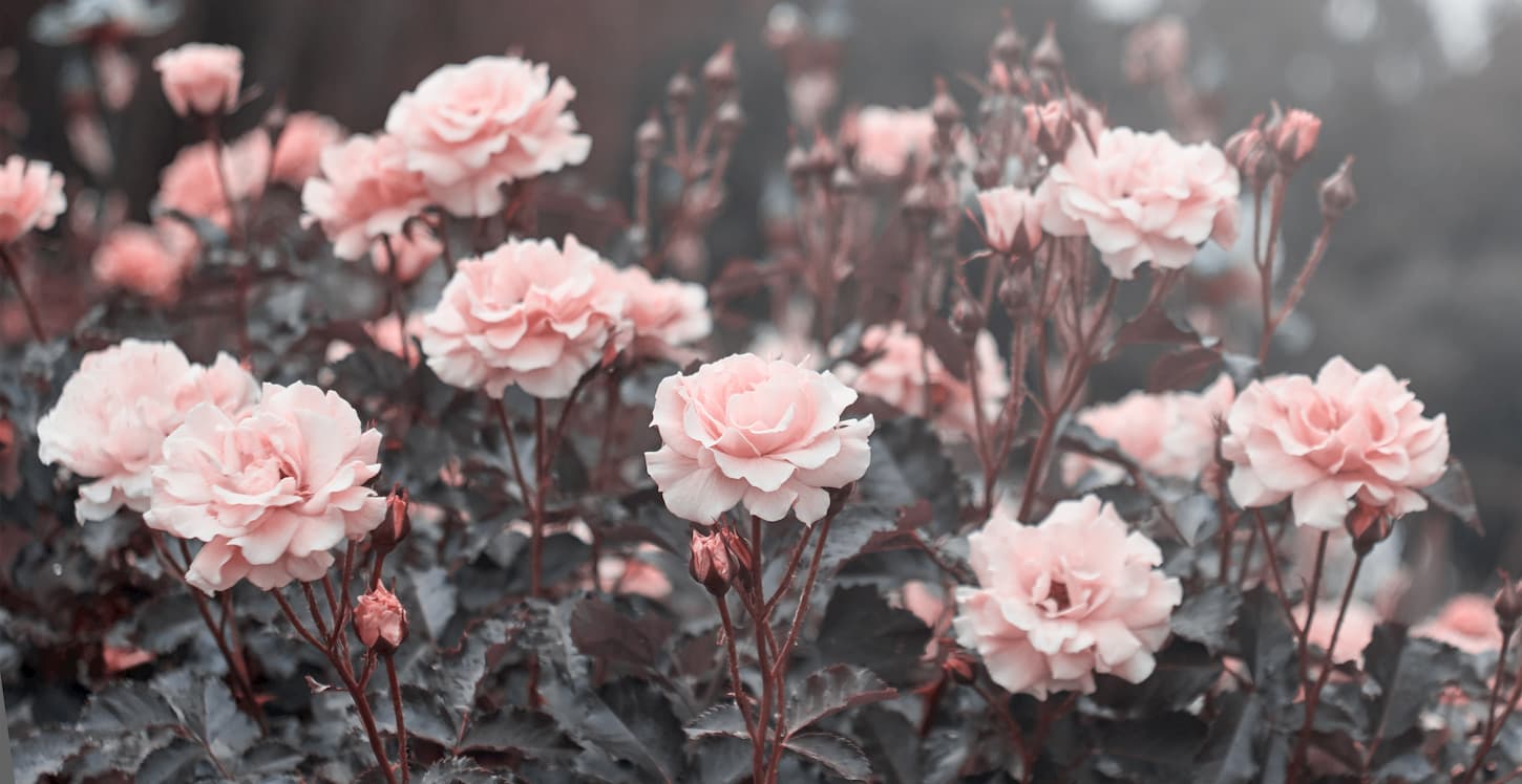 roses