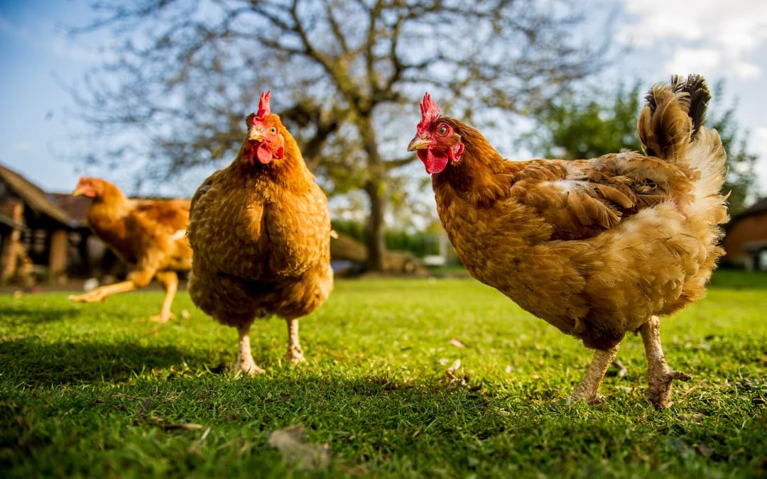 Que mangent les poules et comment les nourrir ?