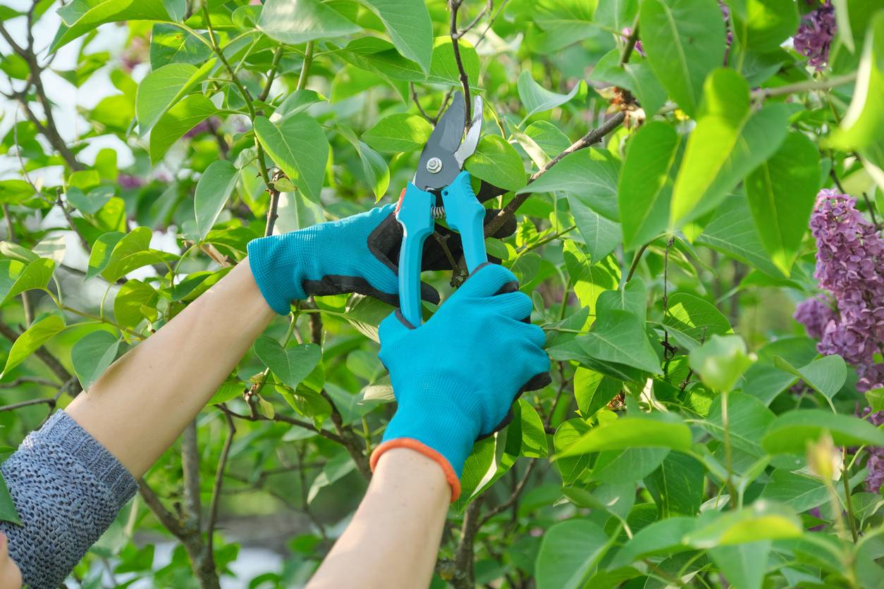 tailler les plantes, aménager son jardin