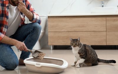La litière végétale, une solution pour réduire l’empreinte écologique de son chat