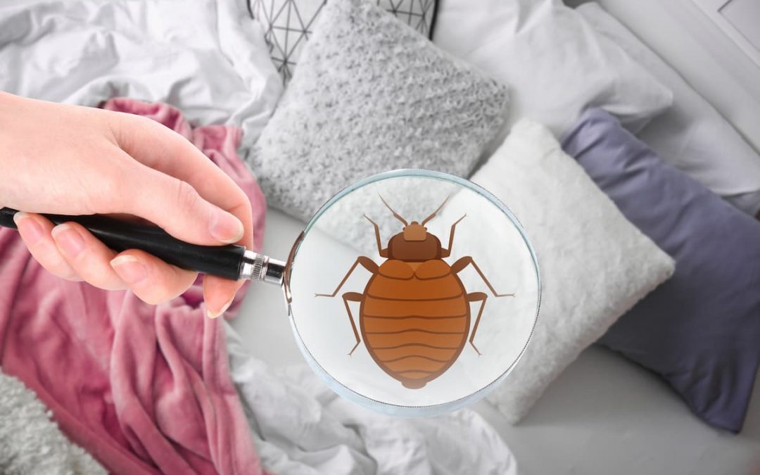 Punaises de lit : comment les reconnaître et les exterminer ?
