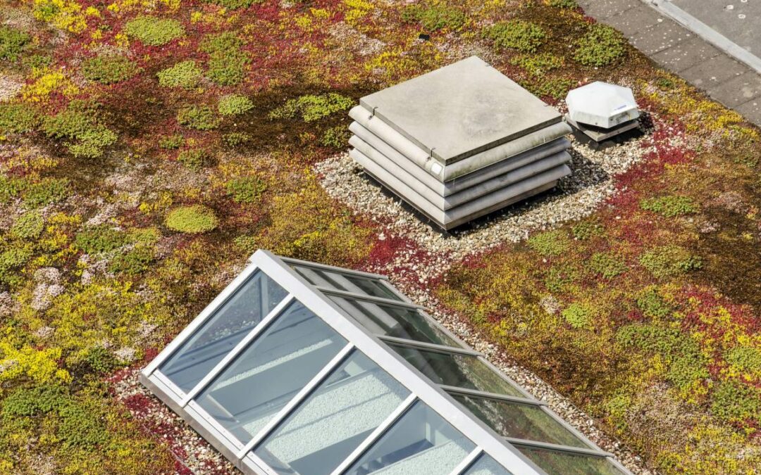 L’hiver est de retour : comment bien entretenir une toiture végétalisée ?
